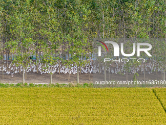 Geese raised ecologically by farmers forage under a forest in Suqian, China, on October 20, 2024. (