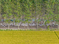 Geese raised ecologically by farmers forage under a forest in Suqian, China, on October 20, 2024. (