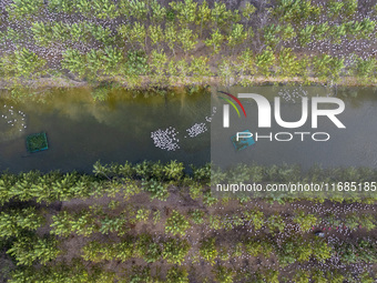 Geese raised ecologically by farmers forage under a forest in Suqian, China, on October 20, 2024. (