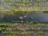 Geese raised ecologically by farmers forage under a forest in Suqian, China, on October 20, 2024. (