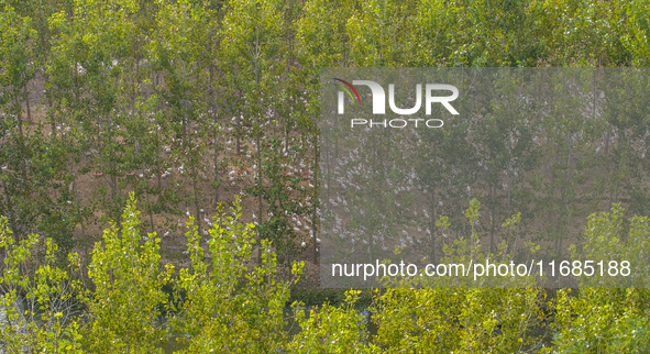 Geese raised ecologically by farmers forage under a forest in Suqian, China, on October 20, 2024. 