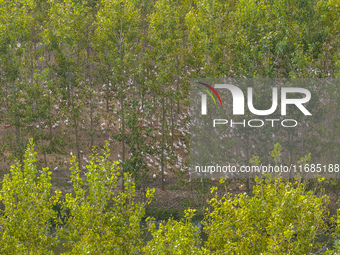 Geese raised ecologically by farmers forage under a forest in Suqian, China, on October 20, 2024. (