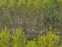 Geese raised ecologically by farmers forage under a forest in Suqian, China, on October 20, 2024. (