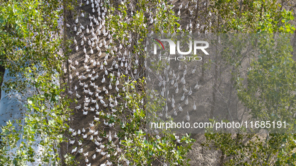 Geese raised ecologically by farmers forage under a forest in Suqian, China, on October 20, 2024. 