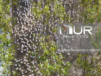 Geese raised ecologically by farmers forage under a forest in Suqian, China, on October 20, 2024. (