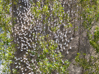 Geese raised ecologically by farmers forage under a forest in Suqian, China, on October 20, 2024. (