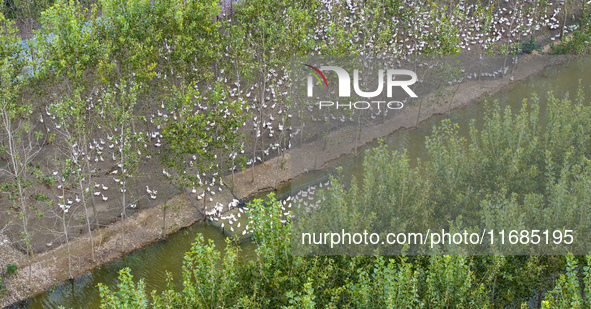 Geese raised ecologically by farmers forage under a forest in Suqian, China, on October 20, 2024. 