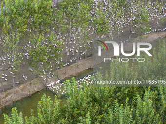 Geese raised ecologically by farmers forage under a forest in Suqian, China, on October 20, 2024. (