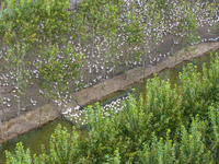 Geese raised ecologically by farmers forage under a forest in Suqian, China, on October 20, 2024. (