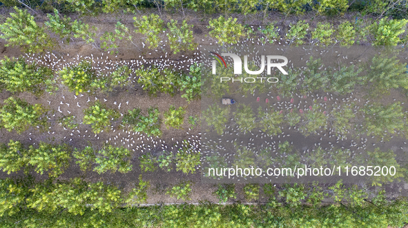 Geese raised ecologically by farmers forage under a forest in Suqian, China, on October 20, 2024. 