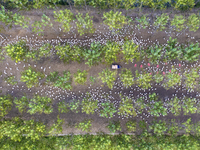 Geese raised ecologically by farmers forage under a forest in Suqian, China, on October 20, 2024. (