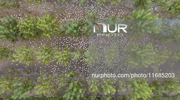 Geese raised ecologically by farmers forage under a forest in Suqian, China, on October 20, 2024. 