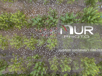 Geese raised ecologically by farmers forage under a forest in Suqian, China, on October 20, 2024. (