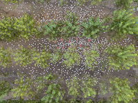 Geese raised ecologically by farmers forage under a forest in Suqian, China, on October 20, 2024. (