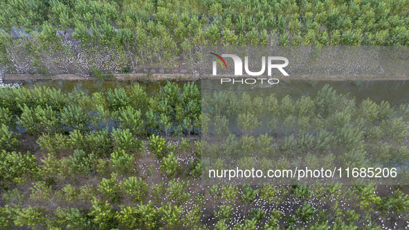 Geese raised ecologically by farmers forage under a forest in Suqian, China, on October 20, 2024. 