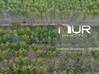 Geese raised ecologically by farmers forage under a forest in Suqian, China, on October 20, 2024. (