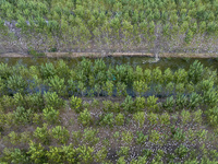 Geese raised ecologically by farmers forage under a forest in Suqian, China, on October 20, 2024. (