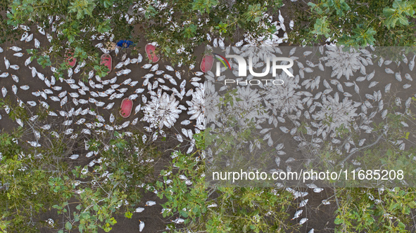 Geese raised ecologically by farmers forage under a forest in Suqian, China, on October 20, 2024. 