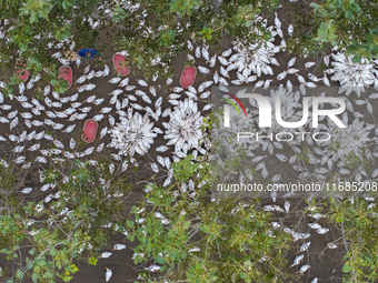 Geese raised ecologically by farmers forage under a forest in Suqian, China, on October 20, 2024. (