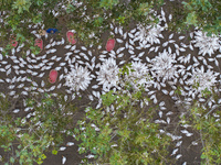 Geese raised ecologically by farmers forage under a forest in Suqian, China, on October 20, 2024. (