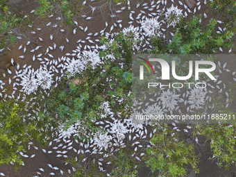 Geese raised ecologically by farmers forage under a forest in Suqian, China, on October 20, 2024. (