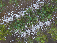 Geese raised ecologically by farmers forage under a forest in Suqian, China, on October 20, 2024. (