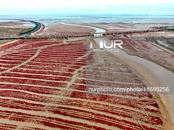 A photo taken on October 20, 2024, shows the scenery of Red Beach at the Yanghe Estuary wetland in Jiaozhou Bay in Qingdao, Shandong provinc...