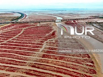 A photo taken on October 20, 2024, shows the scenery of Red Beach at the Yanghe Estuary wetland in Jiaozhou Bay in Qingdao, Shandong provinc...