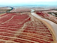 A photo taken on October 20, 2024, shows the scenery of Red Beach at the Yanghe Estuary wetland in Jiaozhou Bay in Qingdao, Shandong provinc...