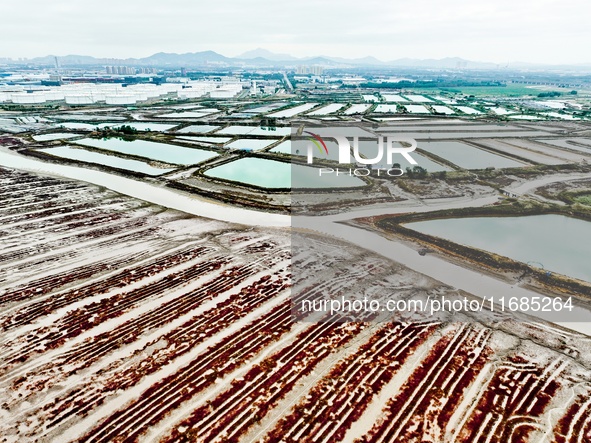 A photo taken on October 20, 2024, shows a mariculture area at the Yanghe Estuary wetland in Jiaozhou Bay, Qingdao, Shandong province, China...