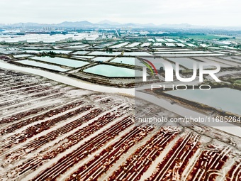 A photo taken on October 20, 2024, shows a mariculture area at the Yanghe Estuary wetland in Jiaozhou Bay, Qingdao, Shandong province, China...