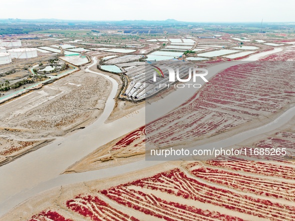 A photo taken on October 20, 2024, shows a mariculture area at the Yanghe Estuary wetland in Jiaozhou Bay, Qingdao, Shandong province, China...