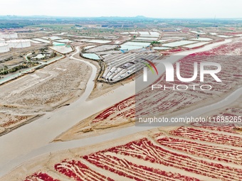 A photo taken on October 20, 2024, shows a mariculture area at the Yanghe Estuary wetland in Jiaozhou Bay, Qingdao, Shandong province, China...