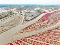 A photo taken on October 20, 2024, shows a mariculture area at the Yanghe Estuary wetland in Jiaozhou Bay, Qingdao, Shandong province, China...