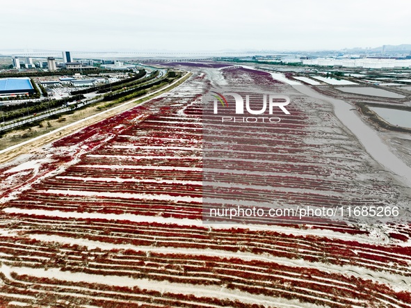 A photo taken on October 20, 2024, shows the scenery of Red Beach at the Yanghe Estuary wetland in Jiaozhou Bay in Qingdao, Shandong provinc...