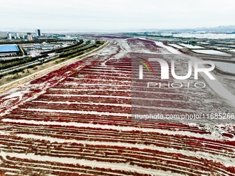 A photo taken on October 20, 2024, shows the scenery of Red Beach at the Yanghe Estuary wetland in Jiaozhou Bay in Qingdao, Shandong provinc...