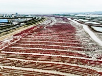 A photo taken on October 20, 2024, shows the scenery of Red Beach at the Yanghe Estuary wetland in Jiaozhou Bay in Qingdao, Shandong provinc...