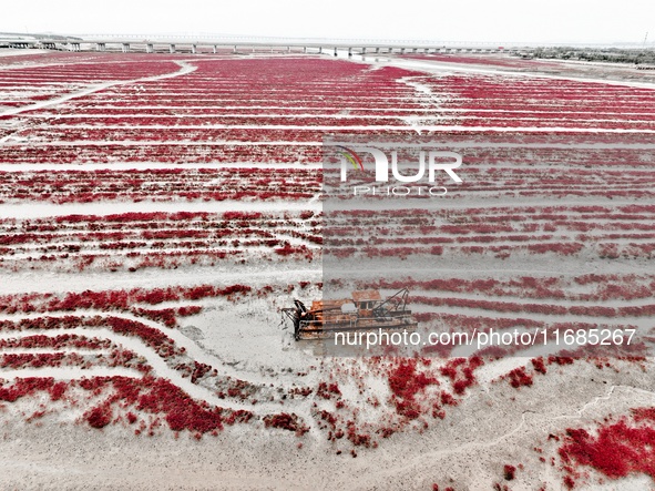 A photo taken on October 20, 2024, shows the scenery of Red Beach at the Yanghe Estuary wetland in Jiaozhou Bay in Qingdao, Shandong provinc...