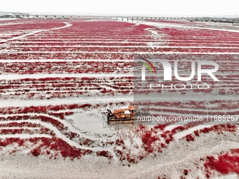 A photo taken on October 20, 2024, shows the scenery of Red Beach at the Yanghe Estuary wetland in Jiaozhou Bay in Qingdao, Shandong provinc...