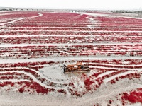 A photo taken on October 20, 2024, shows the scenery of Red Beach at the Yanghe Estuary wetland in Jiaozhou Bay in Qingdao, Shandong provinc...