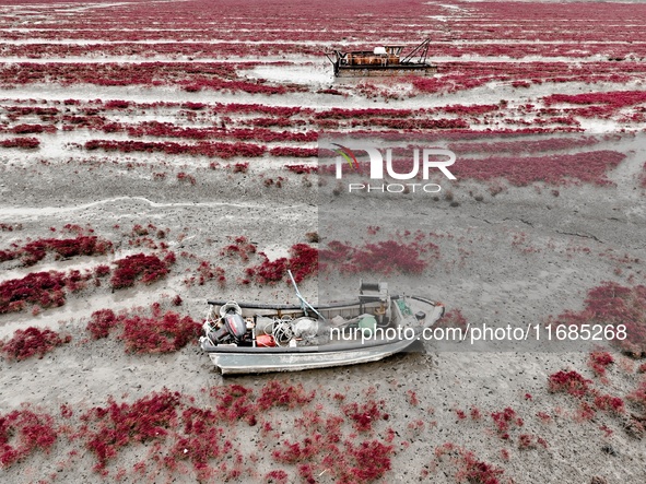 A photo taken on October 20, 2024, shows the scenery of Red Beach at the Yanghe Estuary wetland in Jiaozhou Bay in Qingdao, Shandong provinc...