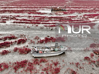 A photo taken on October 20, 2024, shows the scenery of Red Beach at the Yanghe Estuary wetland in Jiaozhou Bay in Qingdao, Shandong provinc...