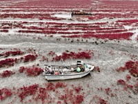 A photo taken on October 20, 2024, shows the scenery of Red Beach at the Yanghe Estuary wetland in Jiaozhou Bay in Qingdao, Shandong provinc...