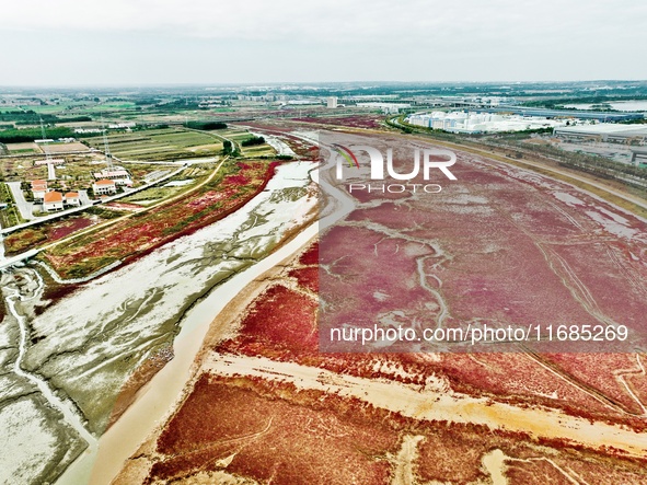 A photo taken on October 20, 2024, shows the scenery of Red Beach at the Yanghe Estuary wetland in Jiaozhou Bay in Qingdao, Shandong provinc...