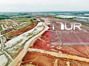 A photo taken on October 20, 2024, shows the scenery of Red Beach at the Yanghe Estuary wetland in Jiaozhou Bay in Qingdao, Shandong provinc...