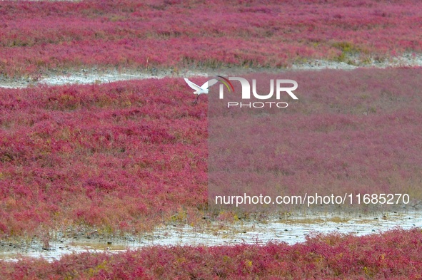 Egrets feed on the red beach at the Yanghe Estuary wetland in Jiaozhou Bay, Qingdao, Shandong province, China, on October 20, 2024. 