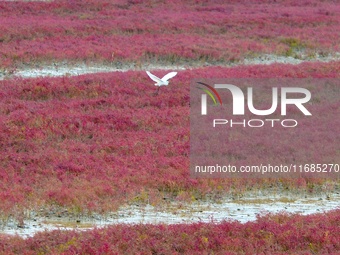 Egrets feed on the red beach at the Yanghe Estuary wetland in Jiaozhou Bay, Qingdao, Shandong province, China, on October 20, 2024. (