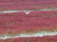 Egrets feed on the red beach at the Yanghe Estuary wetland in Jiaozhou Bay, Qingdao, Shandong province, China, on October 20, 2024. (