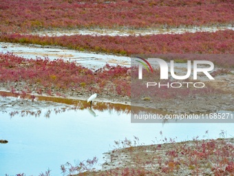 Egrets feed on the red beach at the Yanghe Estuary wetland in Jiaozhou Bay, Qingdao, Shandong province, China, on October 20, 2024. (