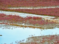 Egrets feed on the red beach at the Yanghe Estuary wetland in Jiaozhou Bay, Qingdao, Shandong province, China, on October 20, 2024. (